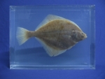 Foto Galerie/Pleuronectiformes/Platichthys flesus_01_SS.jpg